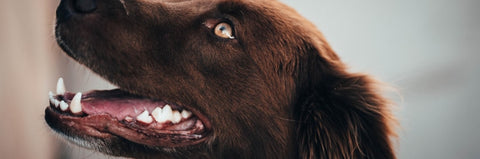 shop dog mouth and teeth care online